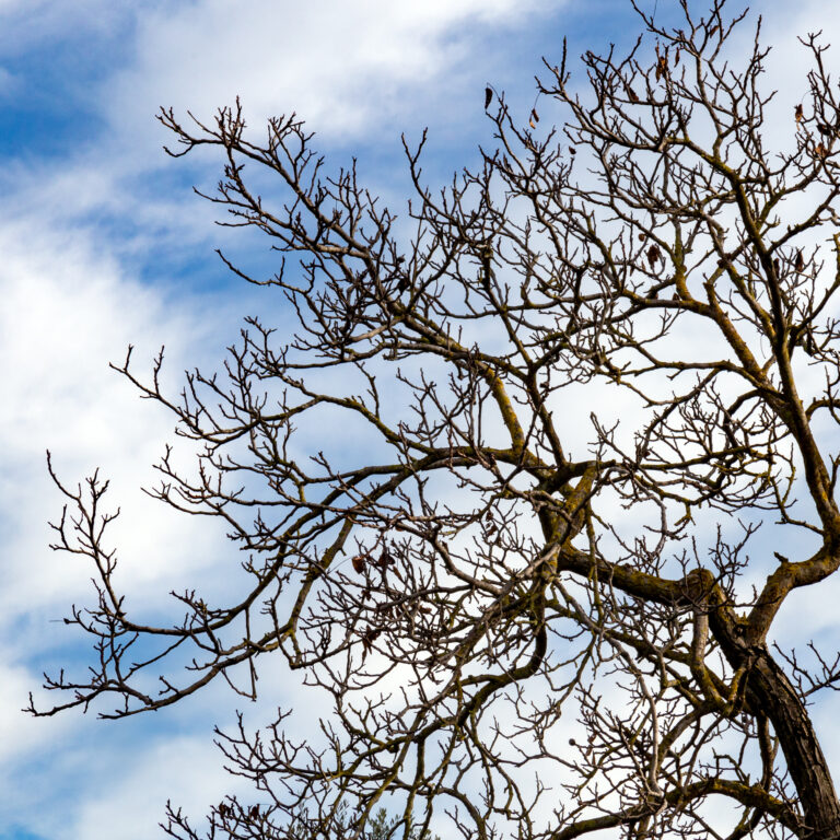 IL REALE IMMAGINARIO